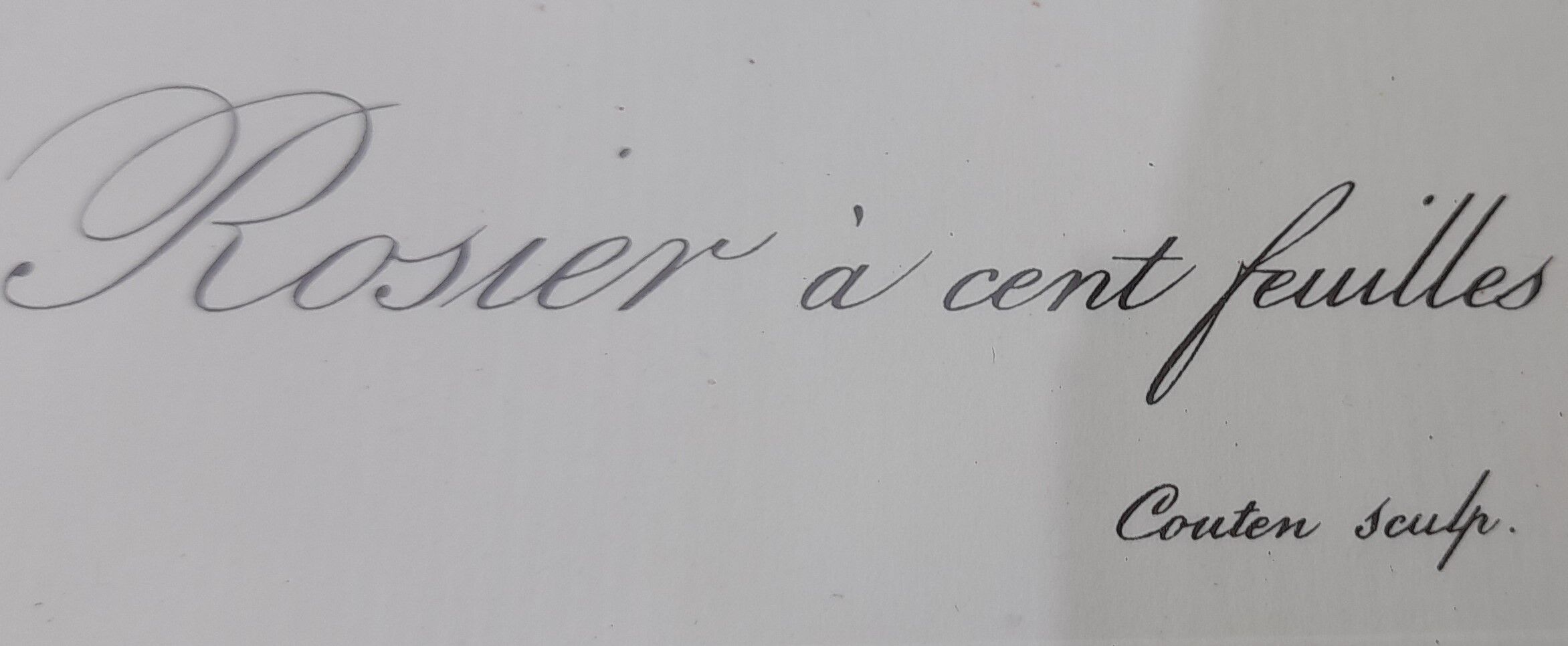 Botanical poster P. J. Redouté Pinx Rosa Centifolia Hundred-leaved rose De Rémont 44 X 34 cm