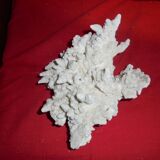 white coral branch block, curiosity cabinet, collection