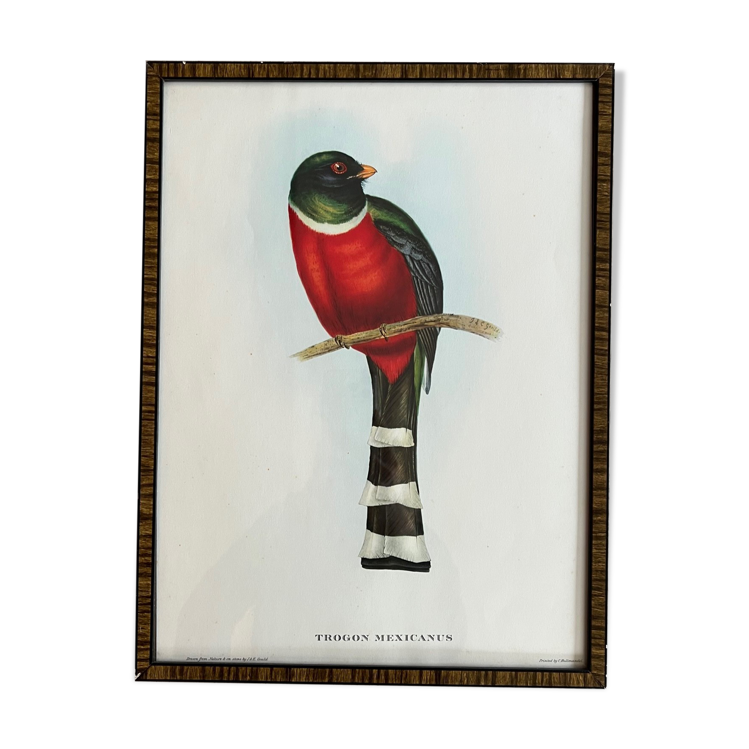 Framed bird engraving
