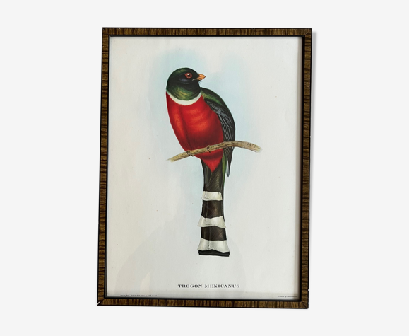 Gravure oiseau encadrée