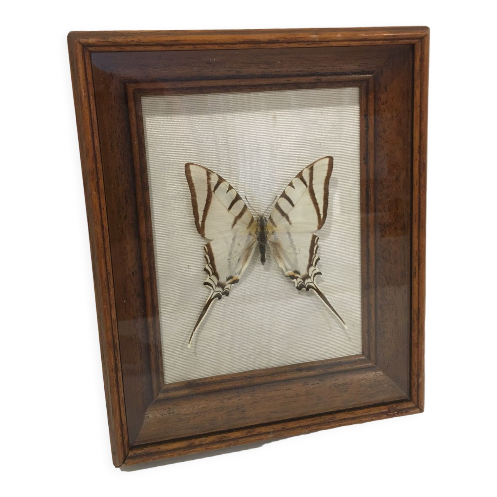 Papillon naturalisé vintage