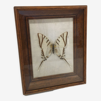 Vintage naturalized butterfly