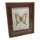 Papillon naturalisé vintage