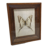 Papillon naturalisé vintage