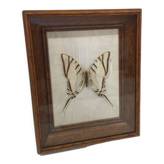 Vintage naturalized butterfly