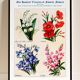 Poster about lily of the valley, flax, lobelia and lupin