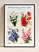 Poster about lily of the valley, flax, lobelia and lupin