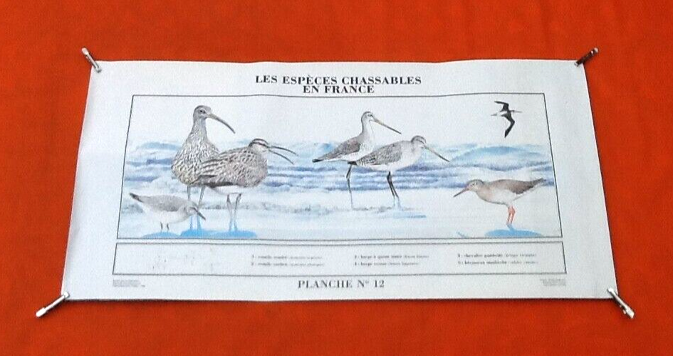 N°12 Huntable species in France