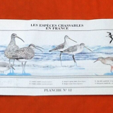 N°12 Huntable species in France
