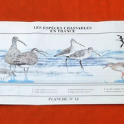 N°12 Huntable species in France