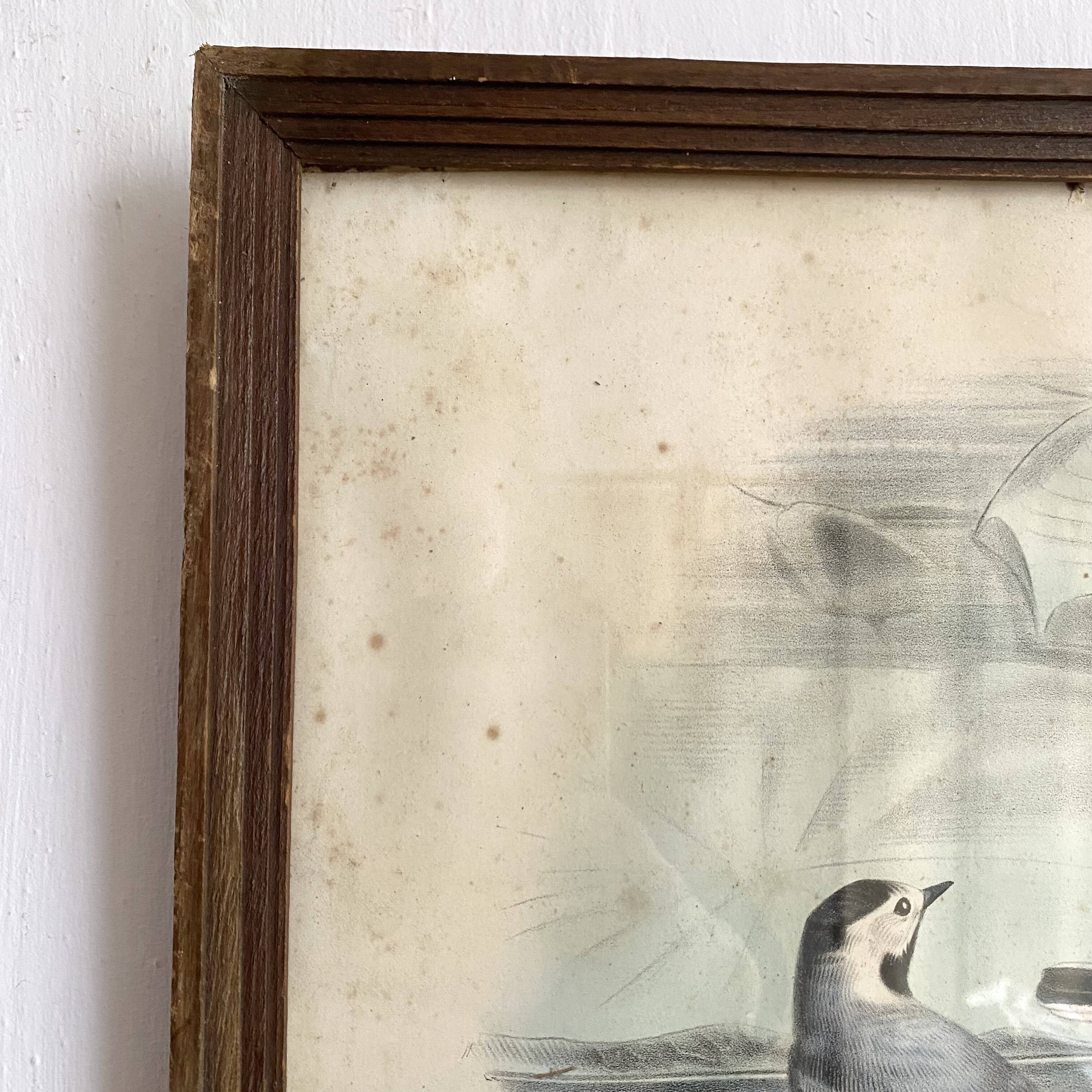 Large framed antique zoological engraving "The Washerwoman"