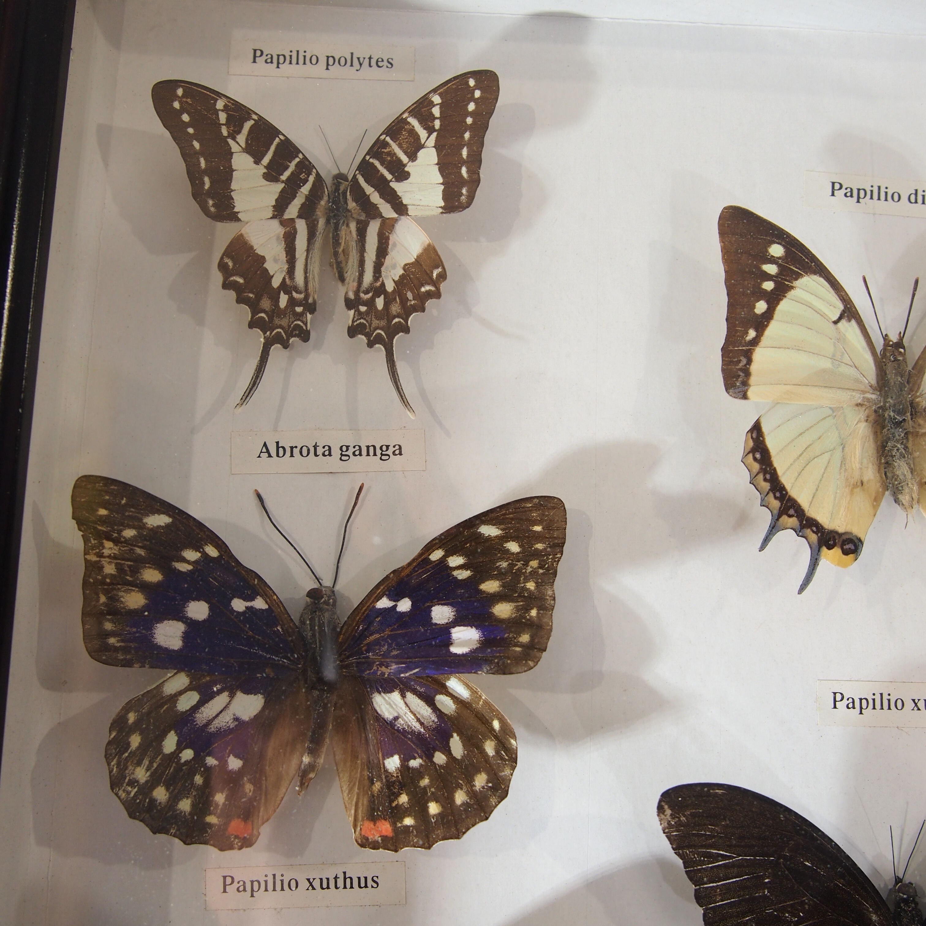 Naturalized butterfly frame, vintage