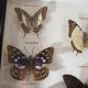 Naturalized butterfly frame, vintage