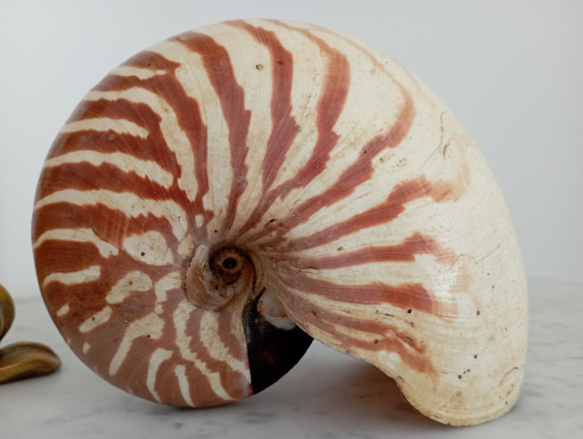 Nautilus shell