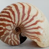 Nautilus shell
