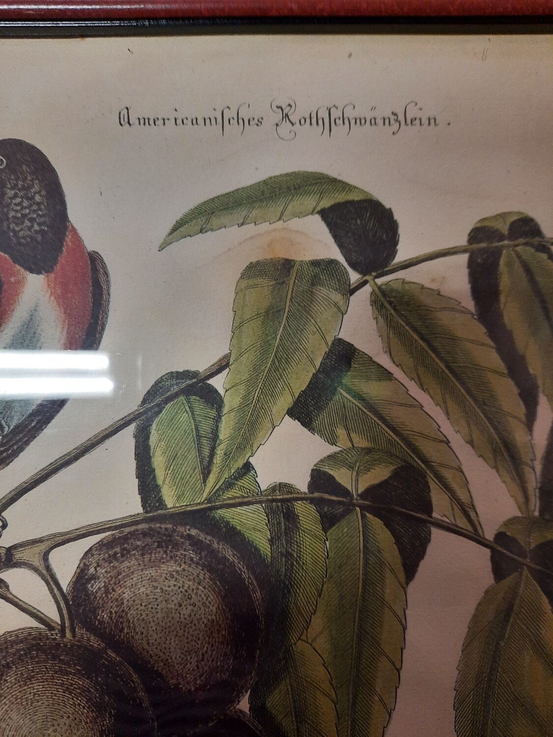 Botanical plate