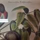 Botanical plate