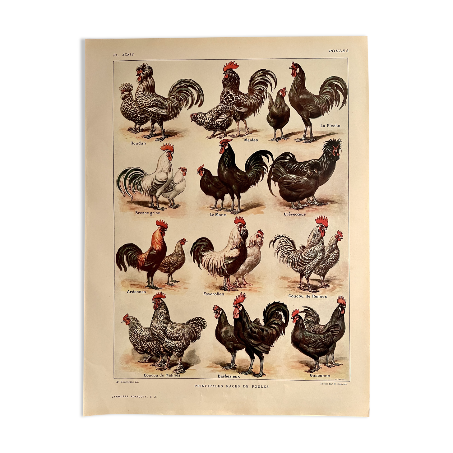 Lithograph on hens from 1921 (XXXIV)