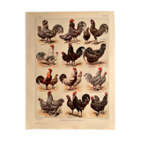 Lithographie sur les poules de 1921 (XXXIV)