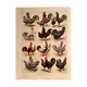 Lithograph on hens from 1921 (XXXIV)