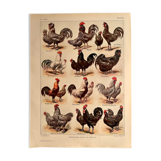 Lithographie sur les poules de 1921 (XXXIV)