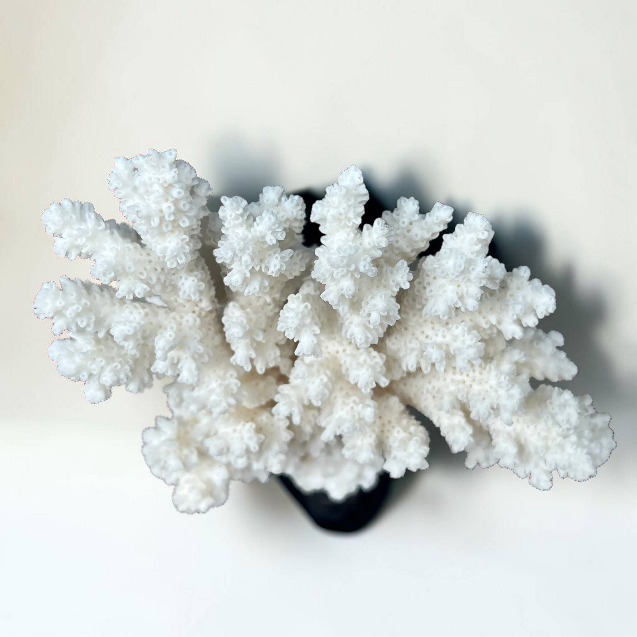 Natural ancient white coral on a black wood base curiosity cabinet