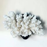 Natural ancient white coral on a black wood base curiosity cabinet