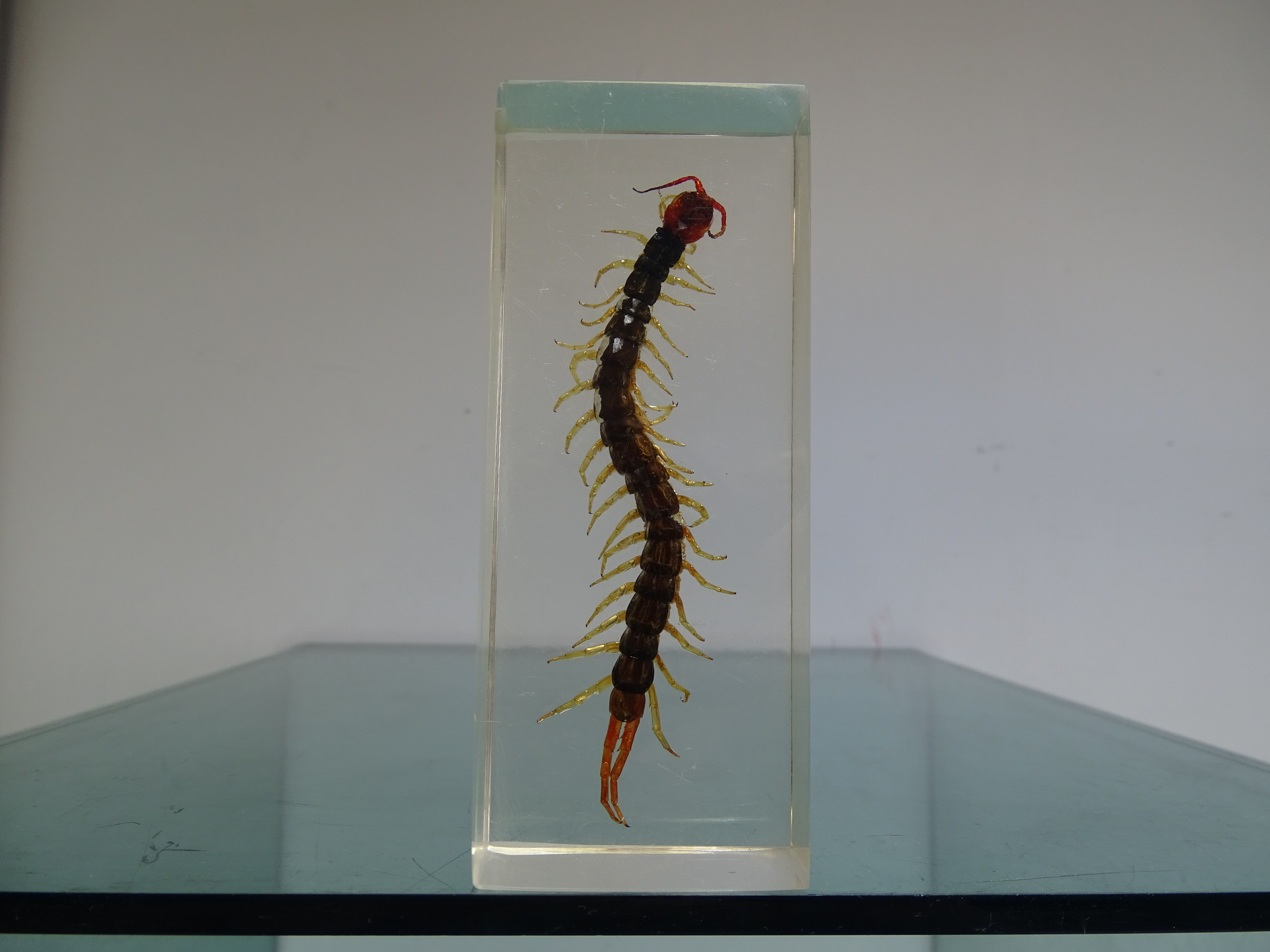 A thousand paw inclusion vintage queen