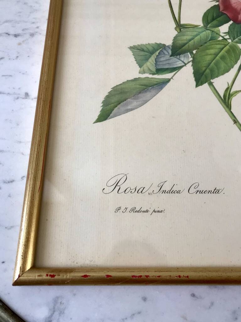Lithograph pj reddreaded rosa indica cruenta framed 50s