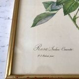 Lithograph pj reddreaded rosa indica cruenta framed 50s