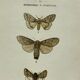 Planche botanique vintage gravure papillon ancienne 1903 double face G. Denise