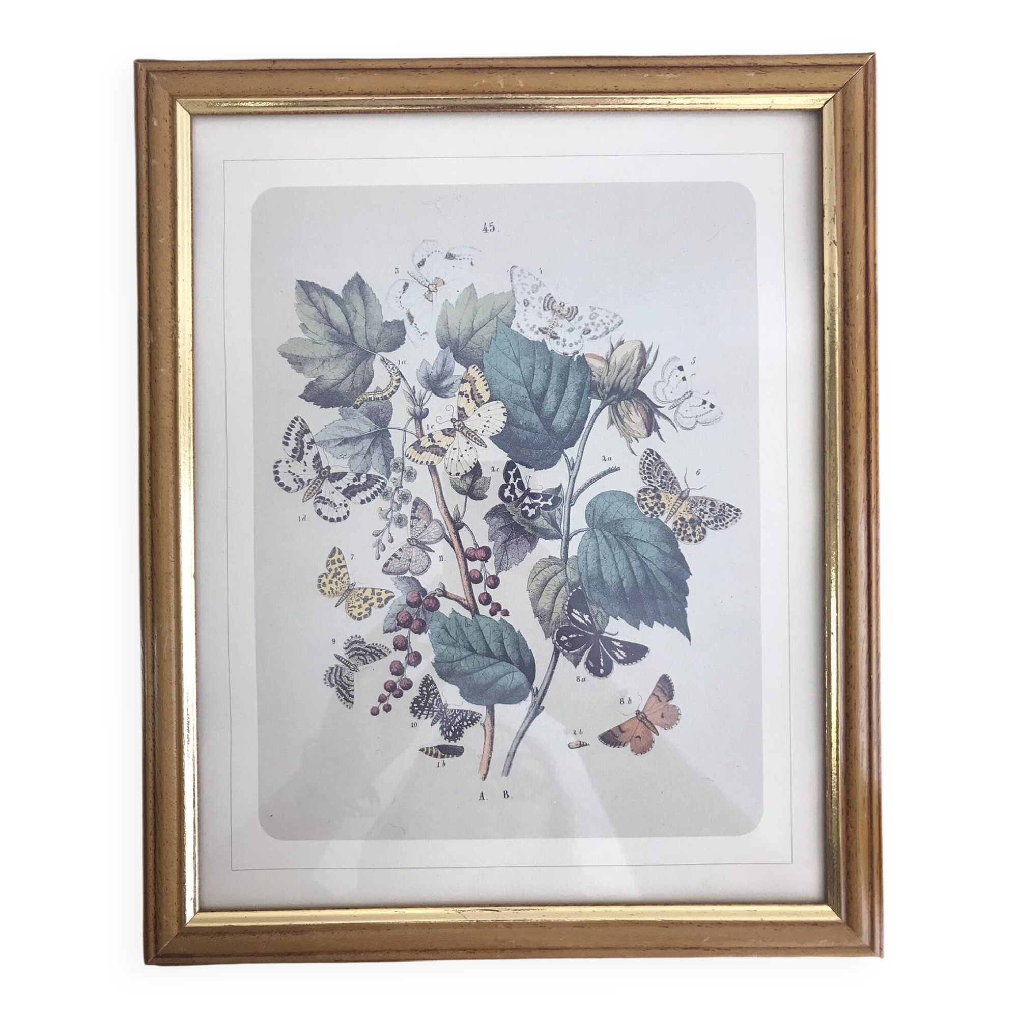 Botanical card butterfly vintage lithograph 3