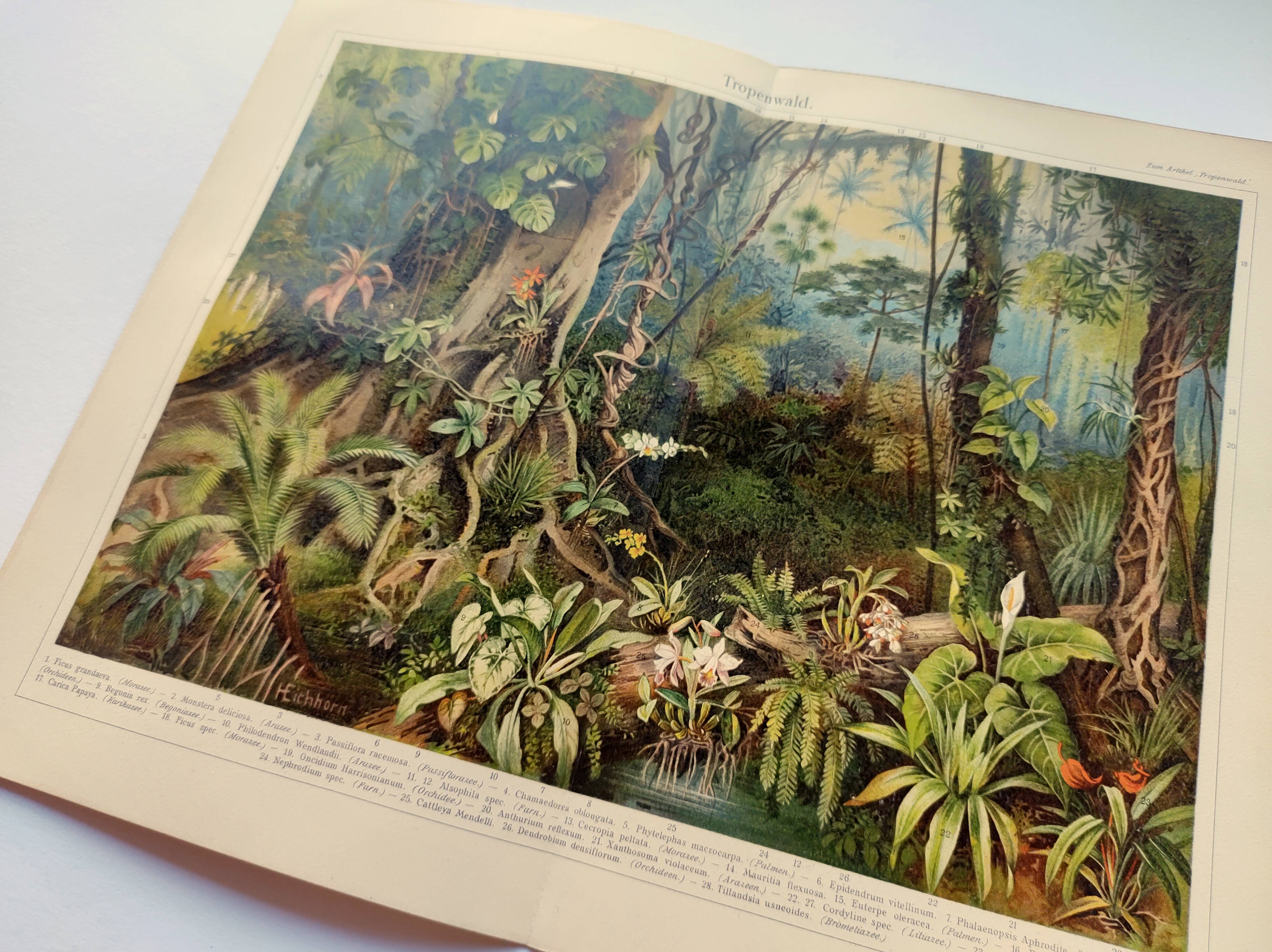 Gravure botanique de 1909 - Forêt et jungle tropicale - Planche ancienne allemande