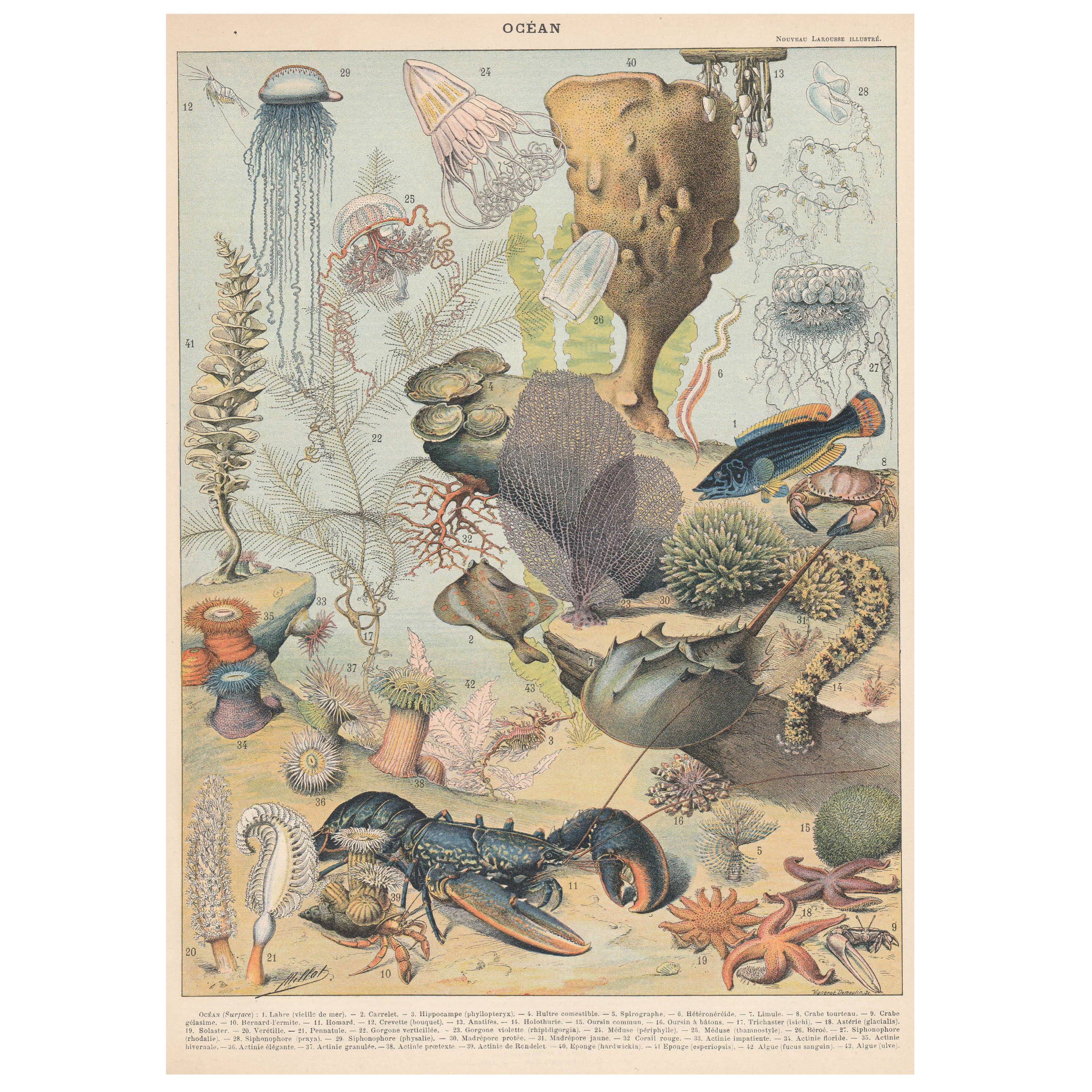 Lithograph plate the ocean its fauna and flora 1900