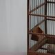 Old wooden bird cage