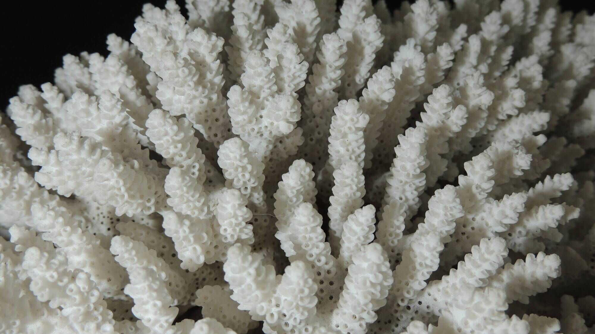 Large white sea coral