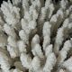 Large white sea coral