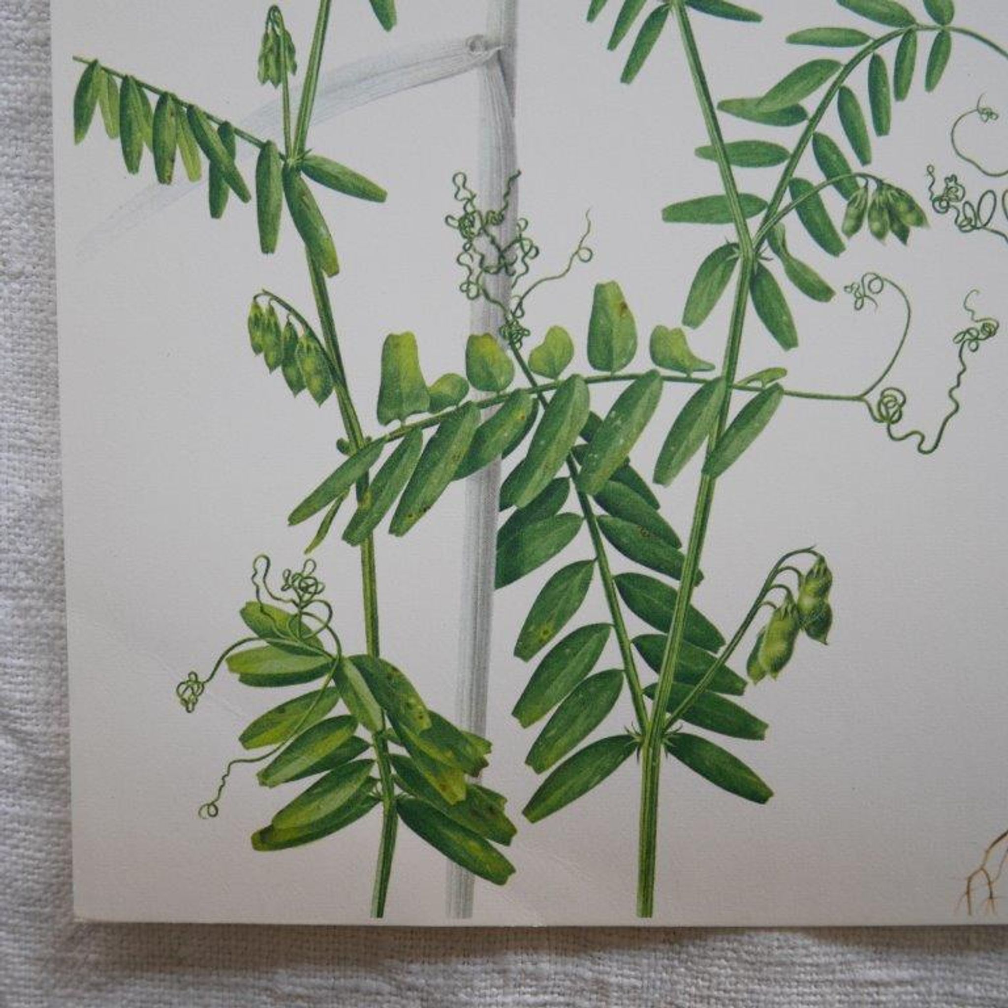 Set of 2 botanical boards Geigy