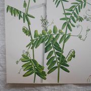 Set of 2 botanical boards Geigy