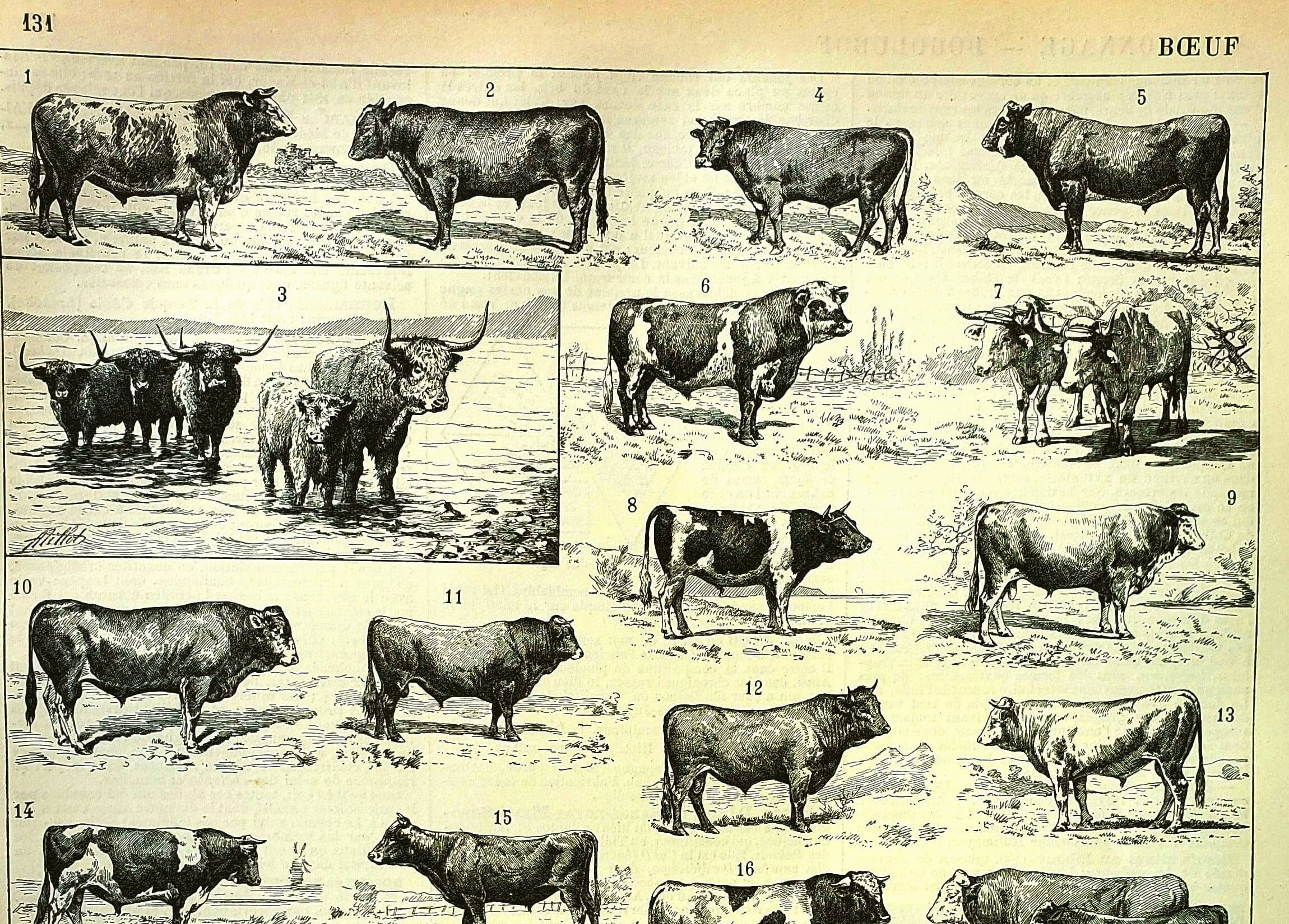Antique engraving 1897 A. Millot - Ox, cow, bull, calf