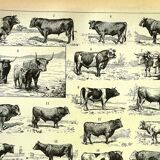 Gravure ancienne 1897 A. Millot - Boeuf, vache, taureau, veau