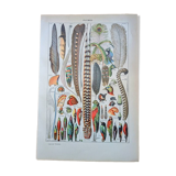 Printed in 1921, The Feathers.