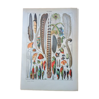 Printed in 1921, The Feathers.