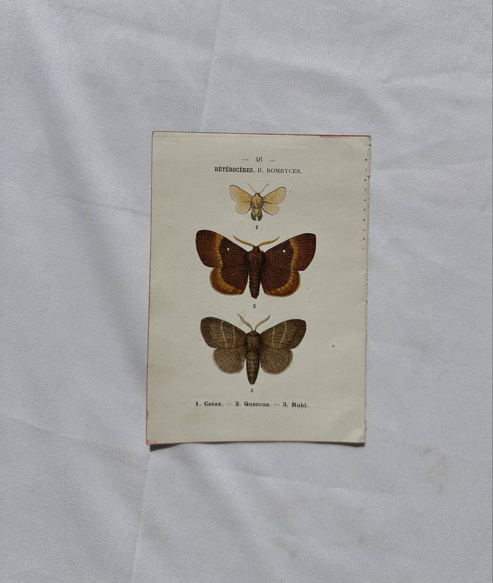 Botanical Plate 1800 Old naturalist engraving 19th century double-sided