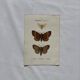 Botanical Plate 1800 Old naturalist engraving 19th century double-sided