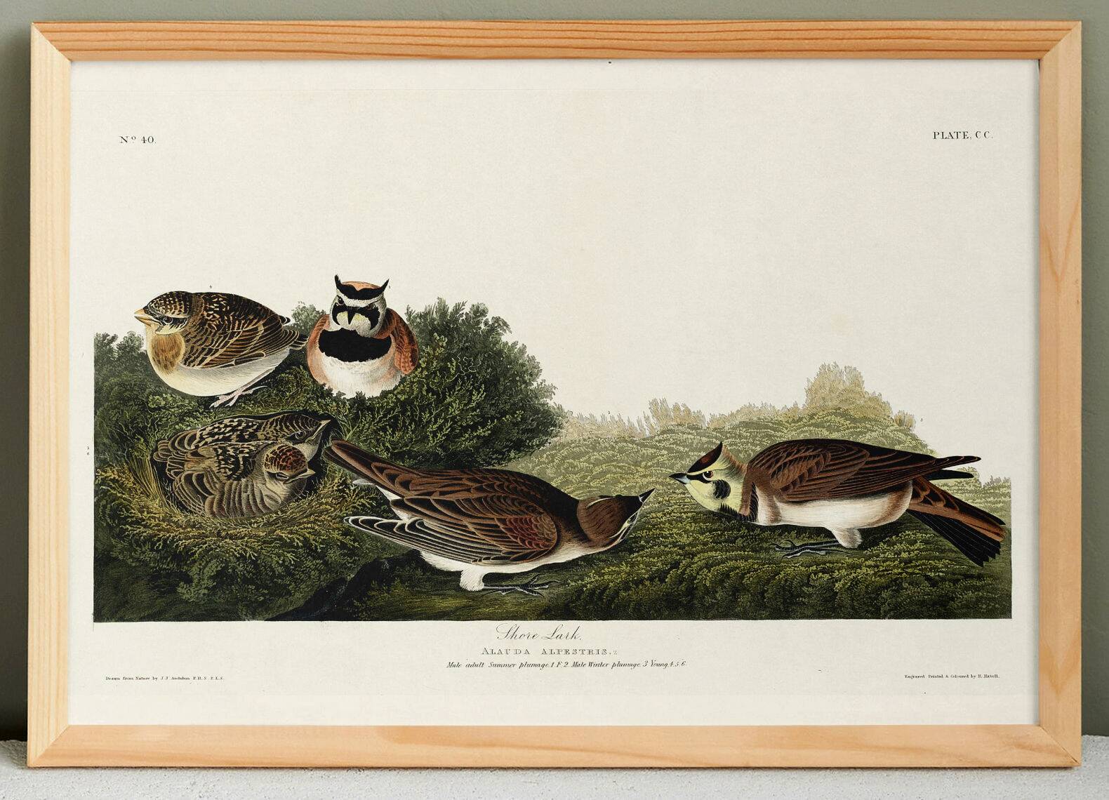 Poster about The Lark, based on an old engraving from 1827.