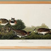 Affiche sur L’alouette, d’après une gravure ancienne de 1827.