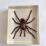 Spider under resin