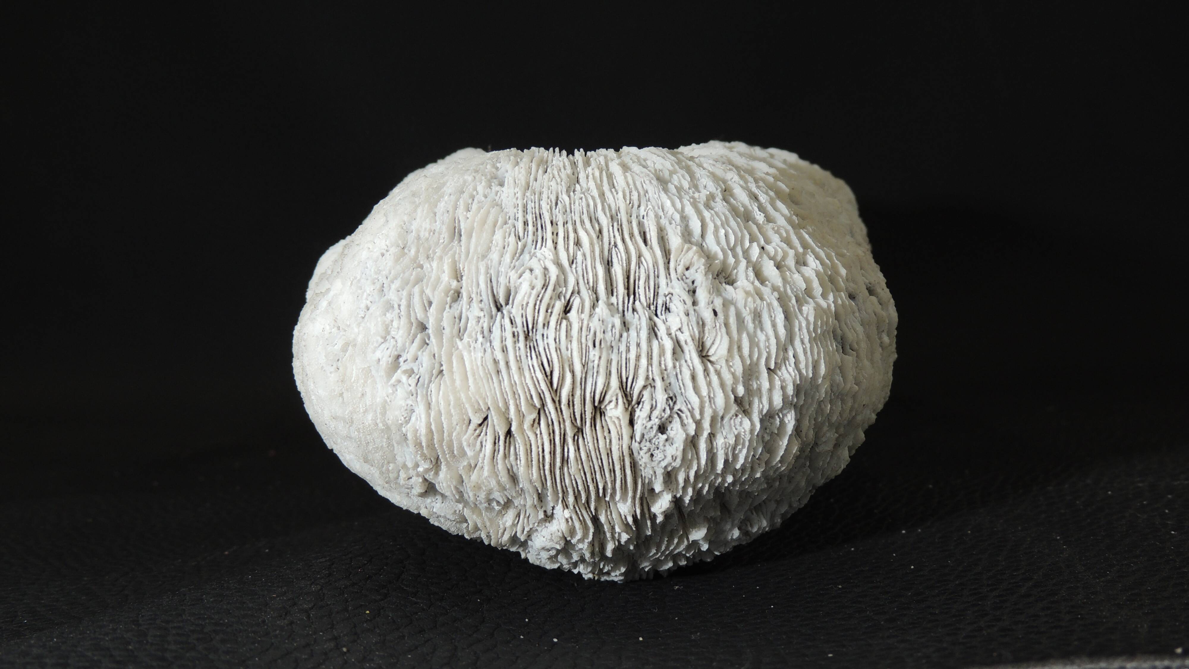 White coral cushion shark, vanuatu, papua new guinea