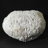 White coral cushion shark, vanuatu, papua new guinea